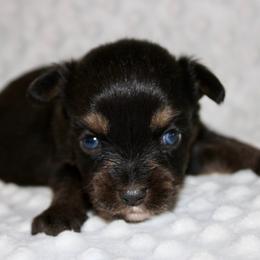 BT - Black tri male Miniature Australian Shepherd puppy in Paris, Texas from Kuttin’ Up Mini Aussies