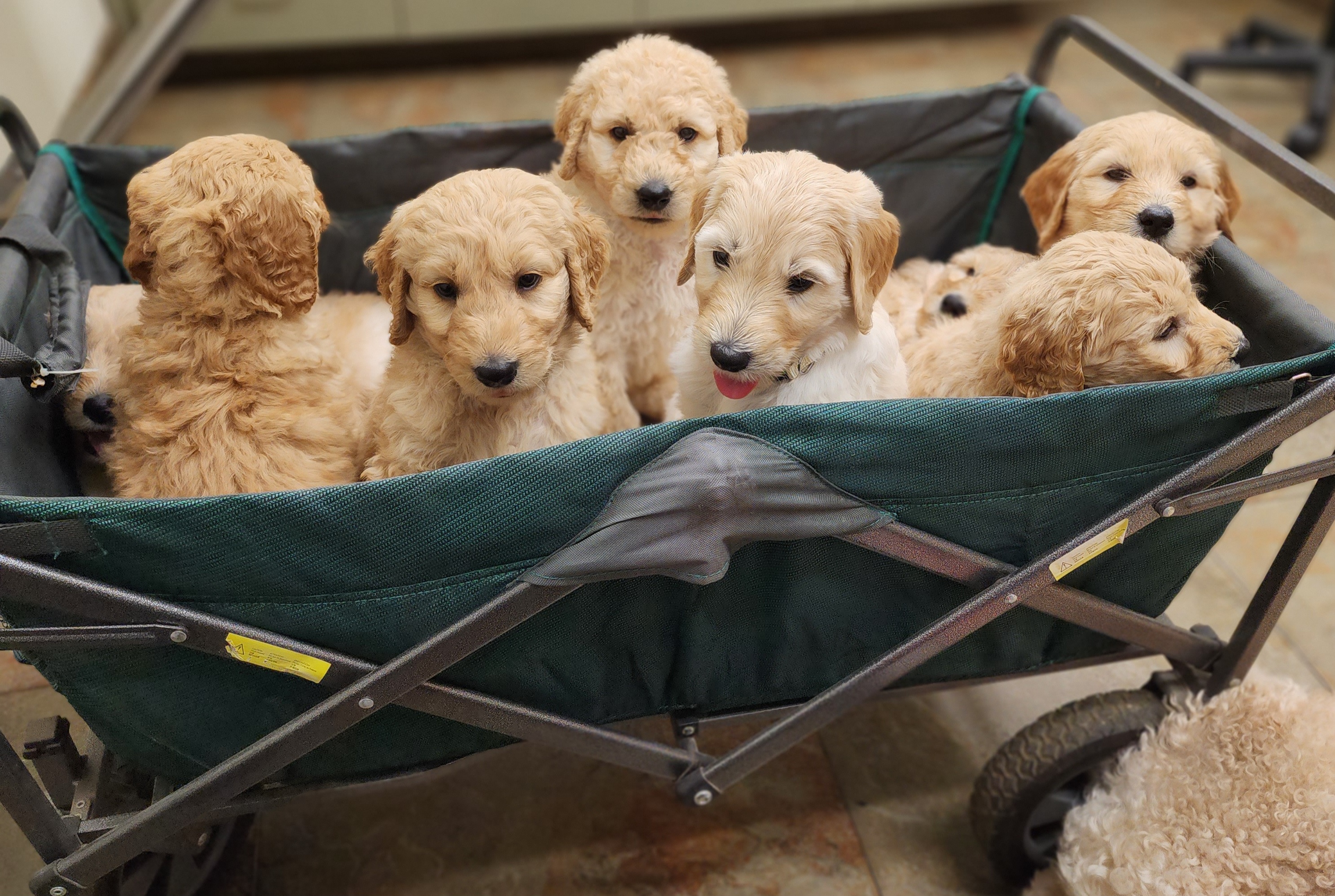 Goldendoodle Puppies from Doodle Love 559