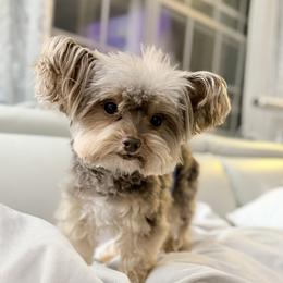Ivan - Yorkshire Terrier