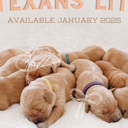 Golden Retrievers from Tori Gillit
