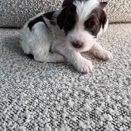Mauve - Brown and white female Bernedoodle puppy in Curtice, Ohio from The Pink Doghouse