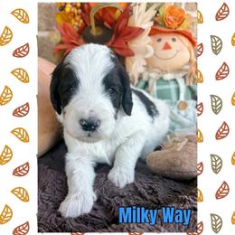 Milky Way - Parti male Goldendoodle puppy in Caddo Mills, Texas from Fire Wife Doodles