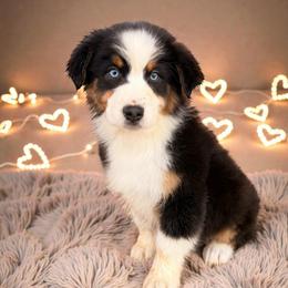 Cooper Lara - Black tri-color male Australian Shepherd puppy in Statesville, North Carolina from Charming Australian Shepherds