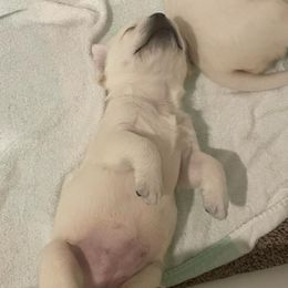 Girl 3 - Yellow Labrador Retriever puppy in Hutto, Texas from Texas Bluebonnet Labs