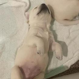 Girl 3 - Yellow Labrador Retriever puppy in Hutto, Texas from Texas Bluebonnet Labs