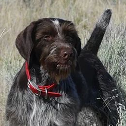 German Wirehaired Pointers from Wireswest