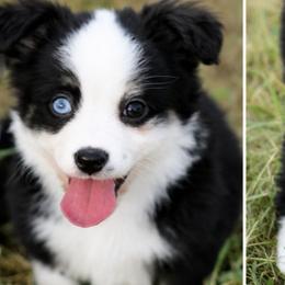 Girl 1 - Black tri female Toy Australian Shepherd puppy in Humansville, Missouri from Tater Tot aussies