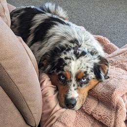 Aussiedoodle, Miniature Australian Shepherd, and Toy Australian Shepherd All Grown Up from Forever Aussies and A Doodle