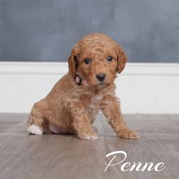 Penne (Lt Pink Collar) - Apricot female Goldendoodle puppy in Guthrie, Oklahoma from Edmond Doodles, LLC