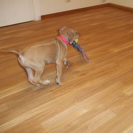 Rhodesian Ridgeback Puppies from ApacheRidge Ranch