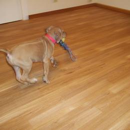 Rhodesian Ridgeback Puppies from ApacheRidge Ranch