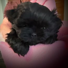 Casey - Black female Shih Tzu puppy in Tallahassee, Florida from Bows and Bow Ties