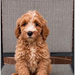 Dash - Apricot male Goldendoodle puppy in Swartz Creek, Michigan from Michigan Doodles
