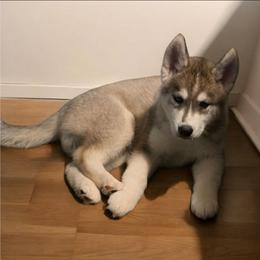 Champ - Gray and white male Siberian Husky puppy in Meridian, Mississippi from JJ's Huskies
