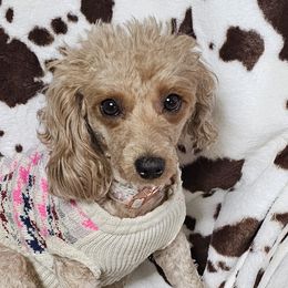 Aussiedoodles, Poodles, and Toy Australian Shepherds from Wild Farm Puppies