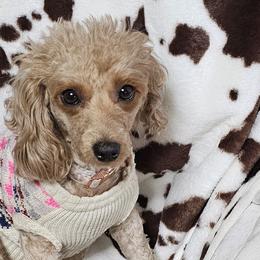 Aussiedoodles, Poodles, and Toy Australian Shepherds from Wild Farm Puppies