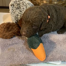 Goose - Brown Chesapeake Bay Retriever puppy in Yellville, Arkansas from Two Rivers Chesapeakes