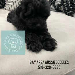 Aussiedoodle Puppies from Bay Area Aussiedoodles