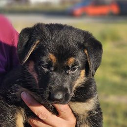 German Shepherd Puppies from Vom Haus Denfors K9