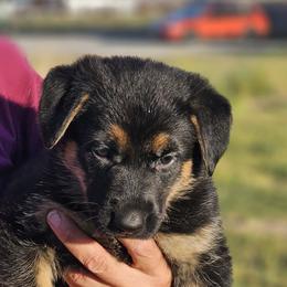 German Shepherd Puppies from Vom Haus Denfors K9