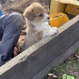Pembroke Welsh Corgi and Poodle Puppies from Blue Diamond Kennel