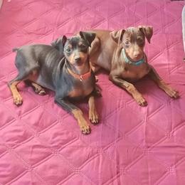 Miniature Pinscher Puppies from DeLeeuw Family Miniature Pinschers