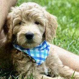 Bernedoodle and Goldendoodle Puppies from Doodle My Heart