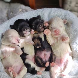 Companion Cross, Havanese, Mal-Shi, Maltese, Maltipoo, Morkie, and Shih Tzu Puppies from Seeking Shalom Acres Maltese, Maltipoos & Havamalts