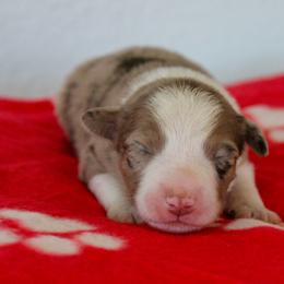 Cash - Red merle male Australian Shepherd puppy in Crane, Missouri from Westrip Angus & Aussies