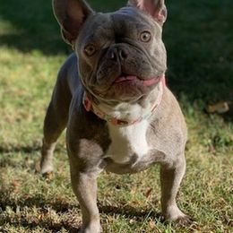 French Bulldogs from French Bulldogs Mi