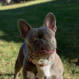 French Bulldogs from French Bulldogs Mi