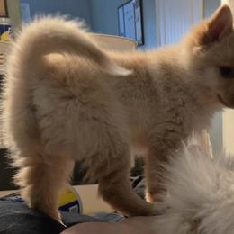 Pomsky Puppies from Bobbie Shurtz