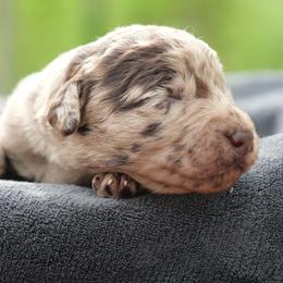 Zola May - Merle female Labradoodle puppy in Rock Island, Tennessee from Harvest Sky Kennels