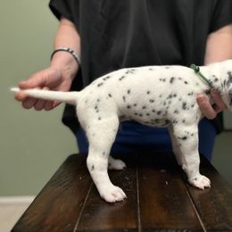 Dalmatian Puppies from ArmySoldier Dalmatians