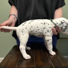 Dalmatian Puppies from ArmySoldier Dalmatians