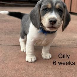 Gilly AKC - Blue tan and white male Beagle puppy in Rogersville, Missouri from Hales Little Beagle Haven