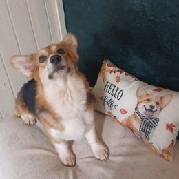 Cola - Pembroke Welsh Corgi
