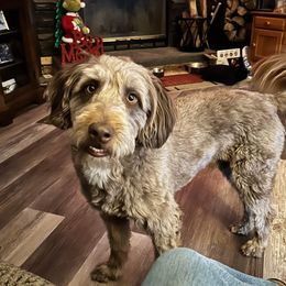 Aussiedoodle Puppies from A Dose Of Doodle