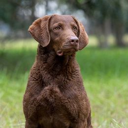 Chesapeake Bay Retrievers from Rippling Waters Chesapeakes