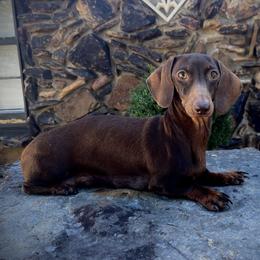 Peanut - Dachshund