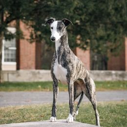Whippet All Grown Up from Rosmoor Whippets