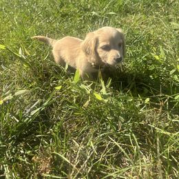 Mr. Yellow - Cream male Dachshund puppy in Clarksville, Tennessee from Lala’s Pups