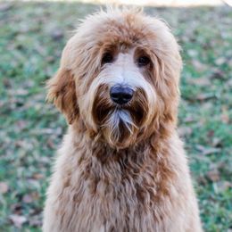 Luna - Goldendoodle