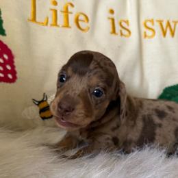 Winnie - Dapple female Dachshund puppy in Tarrant County, Texas from Louis' Litters