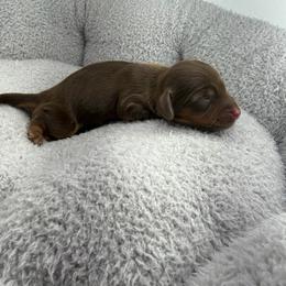 AKC Espresso - Chocolate and tan female Dachshund puppy in Laveen, Arizona from Acosta Kennel