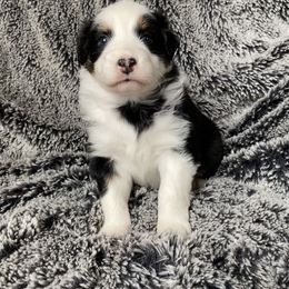 Australian Shepherd Puppies from Burdock Hill Australian Shepards