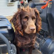 Willie - Boykin Spaniel