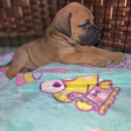 Zuke - Fawn male Great Dane puppy in Port Clinton, Ohio from LakeSide Danes