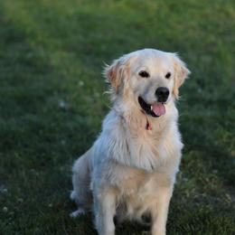 Sarah - Golden Retriever