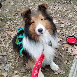 Aiden - Shetland Sheepdog